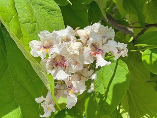 Catalpa blooming cigar tree white flowers.