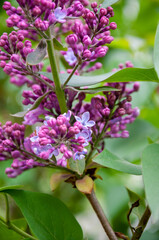 Lilac flower in spring blooming nature. Spring blossom nature. Floral spring nature. Summer blossoming lilac. Garden