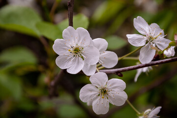 Spring blooming flower. Spring nature blossom. Springtime apricot bloom. Flower blossom in spring. White flower