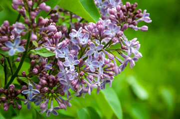 Fototapeta premium Lilac flower in spring blooming nature. Spring blossom nature. Floral spring nature. Summer blossoming lilac. Macro