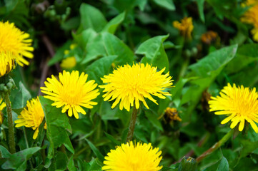 Yellow dandelion flower in nature. Summer nature. Spring flower. Closeup