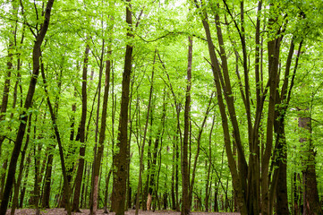 Fototapeta premium Spring nature forest. Nature in summer. Springtime season. Pathway or path in forest wood. Many trees