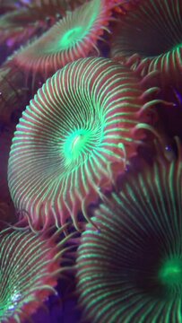 Green White Striped Polyp  (Zoanthus sp.), Colorful button corals swaying under the sea water, USA