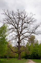 Spring nature forest. Nature in summer. Springtime season. Pathway or path in forest wood. Naked tree