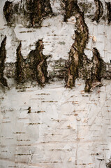 Bark of tree. Tree bark background. Nature background of texture tree trunk. Trunk texture. Birch bark