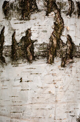 Obraz premium Bark of tree. Tree bark background. Nature background of texture tree trunk. Trunk texture. Birch bark