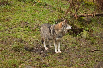 Wolf (canis lupus) on top of rock in forest.