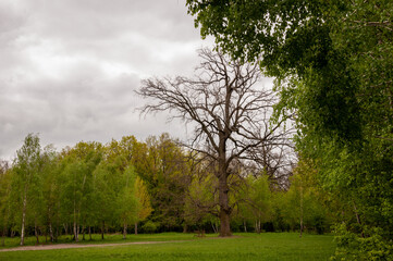 Spring nature forest. Nature in summer. Springtime season. Pathway or path in forest wood. Tree in park