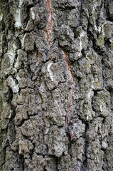 Bark of tree. Tree bark background. Nature background of texture tree trunk. Trunk texture grey