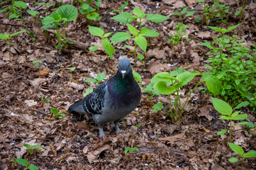 Pigeon or dove bird outdoor. Pigeon animal in wood. Dove bird in forest. Fauna and wildlife. Feathered bird
