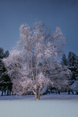 夜の冬の公園の雪を被った白樺の木