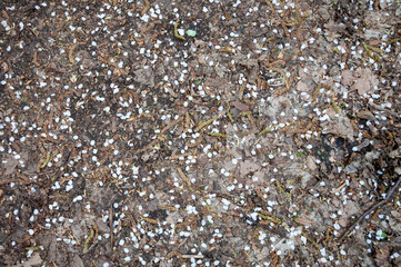 Nature autumn background grey color with fallen leaves in fall