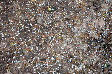 Nature autumn background gray color with fallen leaves in fall