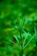 Grass green color. Grassy green grass nature. Spring or summer nature. Macro photography