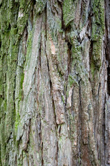 Bark of tree. Tree bark background. Nature background of texture tree trunk. Trunk texture. Forest