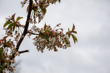 Spring blooming flower. Spring nature blossom. Springtime apricot bloom. Flower blossom in spring. Japanese cherry blossom