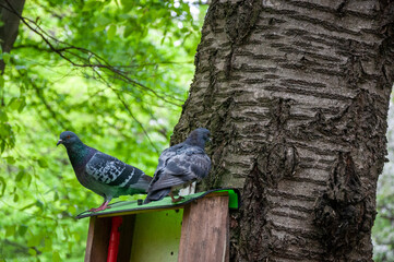 Pigeon or dove bird outdoor. Pigeon animal in wood. Dove bird in forest. Fauna and wildlife. Feathered bird sitting on the feeder