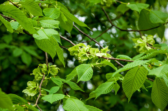 Elm leaves green color in summer or spring nature. Natural flora
