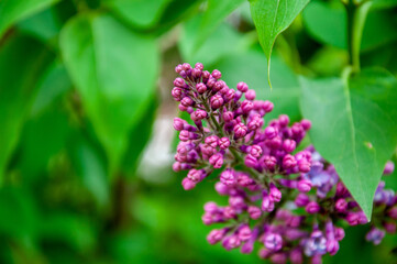 Lilac flower in spring blooming nature. Spring blossom nature. Floral spring nature. Summer blossoming lilac. Copy space