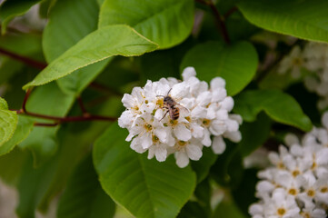 Spring blooming flower. Spring nature blossom. Springtime apricot bloom. Flower blossom in spring. Insect on flower