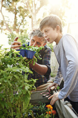 Gardening, plants and child learning with grandfather on greenery growth, development and...