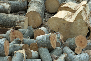 The wood is cut into pieces to be used as firewood.