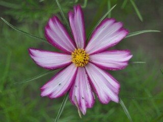 Obraz premium pink cosmos flower