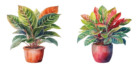 croton plant in a pot watercolor vector illustration  © Finkha