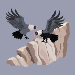 vulture bird on the rock flat...