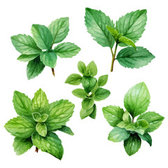 Watercolor of green pepermint and mint isolated on white, watercolor mint set, pepper mint set, mint leaves,peppermint leaves - obrazy, fototapety, plakaty