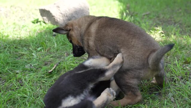 Two German Shepherd type a dog puppies playing and fighting with each other in green grass