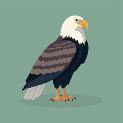 bald eagle flat vector illust...