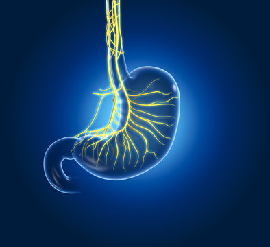 Stomach with vagus nerve, stomachache, 3D illustration