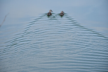 水面を泳ぐ鴨