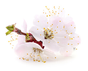 Spring flowers of apricot fruit trees. - 759734301