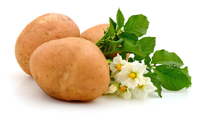 Potatoes with leaves and flowers. - 759734331