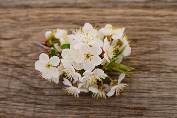 Cherry blossoms on a wood. - 759734355