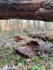 stump in the forest