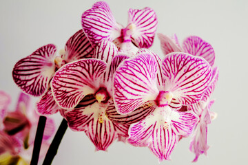 Bleachy Orchidee 