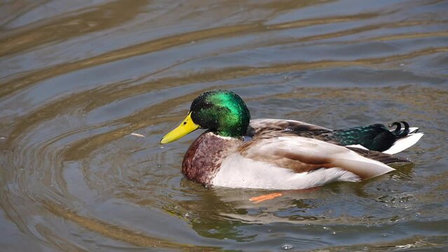 Immediately after mating, the male mallard duck stands in the water, flaps its wings, and then swims away.