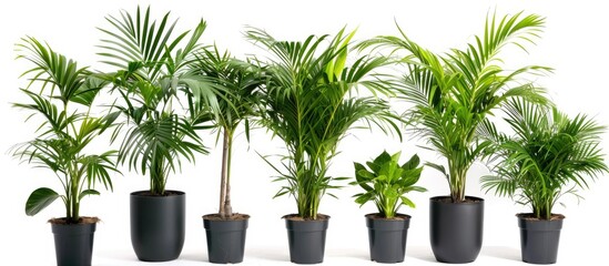 Indoor palm trees and houseplants