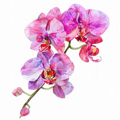 Fototapeta premium Watercolor illustration of vibrant pink and purple orchid flowers, ideal for greeting cards or botanical-themed designs, with ample white space for text