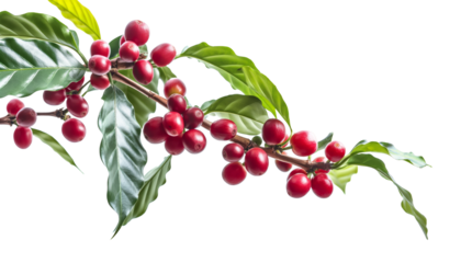 Red ripe coffee berries or cherries growing on small shrub bush twig with few leaves. Studio photo, transparent background. Generative AI