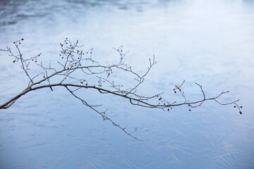 Leafless branch over lake in autumn.