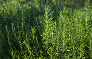 Rosemary herb bunches background, rosemary plant in the garden