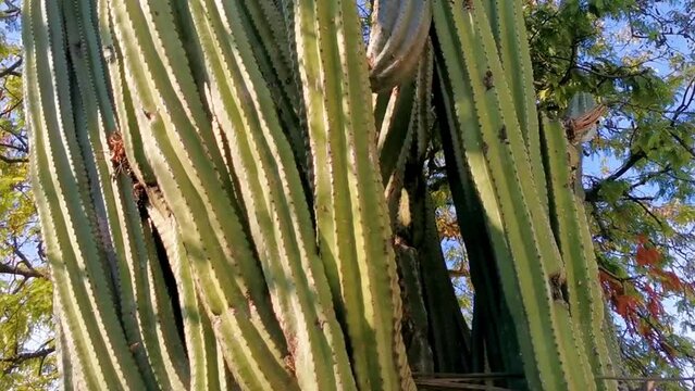 Tropical cacti cactus plants natural jungle Puerto Escondido Mexico.