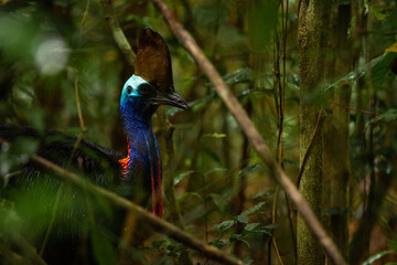 Obraz premium Cassowary in the Daintree rainforest