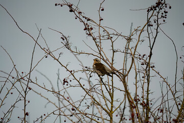 a fieldfare (Turdus pilaris) perched high in winter bushes