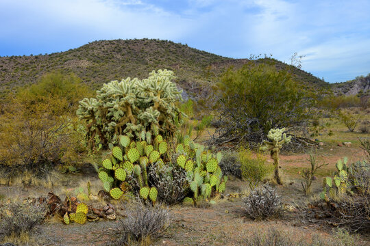 Salt River Recreation Area Arizona