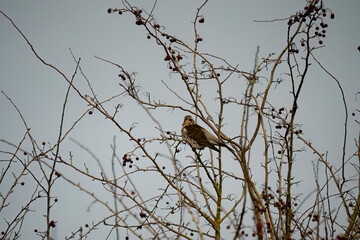 a fieldfare (Turdus pilaris) perched high in winter bushes